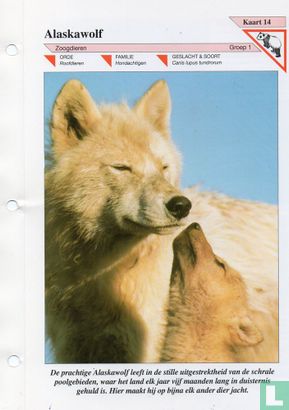 Alaskawolf - Afbeelding 1