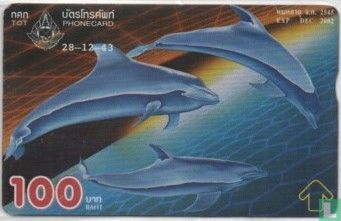 Marine Mammals Dolphins