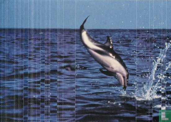 Greenpeace 'Dolphin' - Image 1