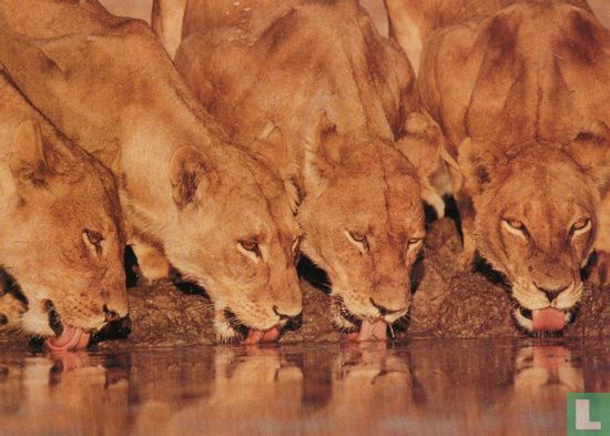 Afrikaanse leeuwen, Botswana