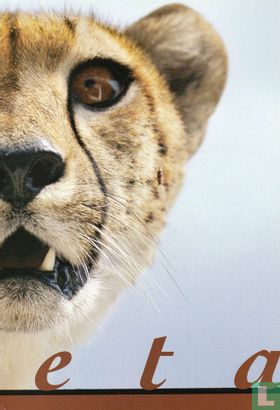 Cheetah - Image 2