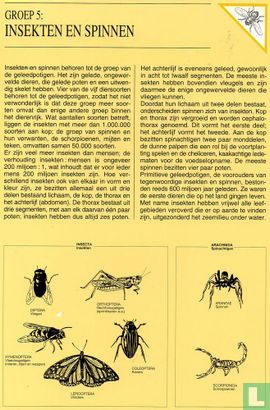 Groep 5: Insekten en spinnen - Image 2