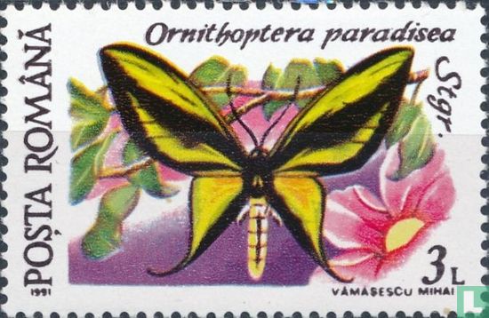 Ornithoptera paradisea