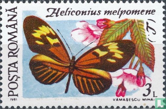 Heliconius melpomene     