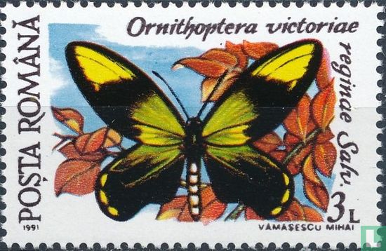 Ornithoptera victoriae 