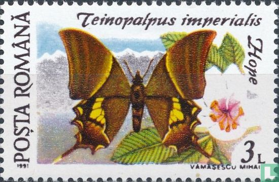 Teinopalpus imperialis