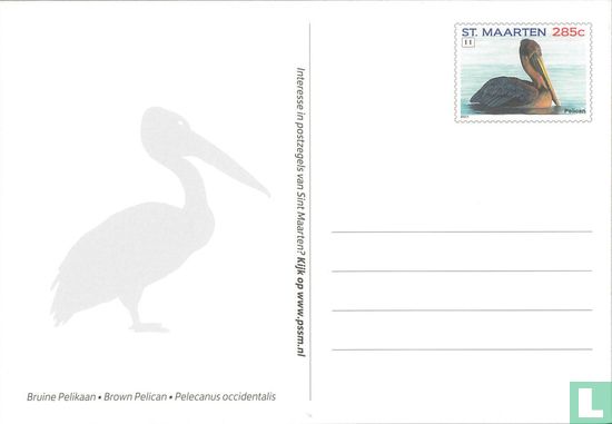 Bruine pelikaan - Afbeelding 1