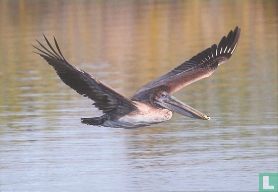 Bruine pelikaan - Afbeelding 2