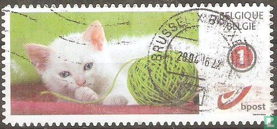 Chatons