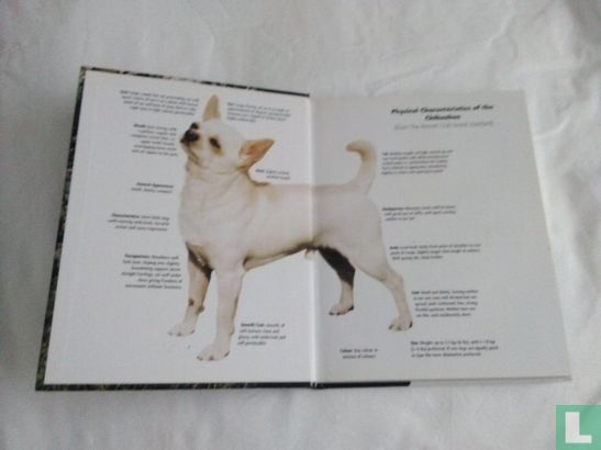 Chihuahua - Bild 3
