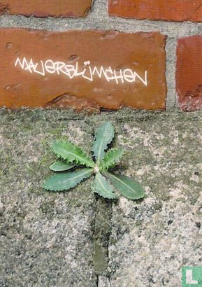 B04324 - Mauerblümchen - Bild 1