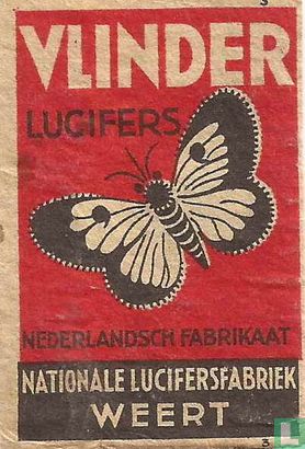 Vlinder lucifers 