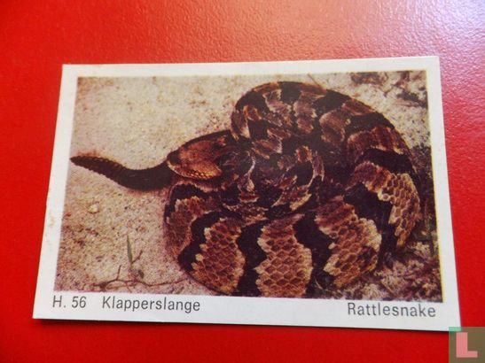 Rattlesnake - Image 1
