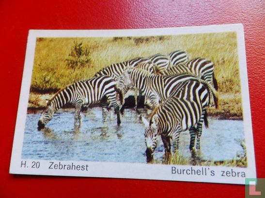 Burchell's zebra - Image 1