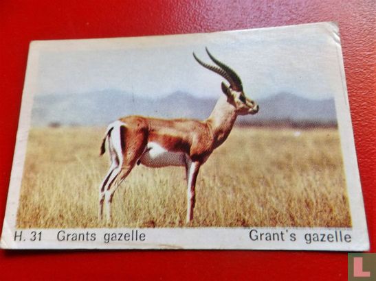 Grant's gazelle - Image 1