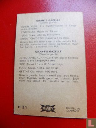 Grant's gazelle - Image 2