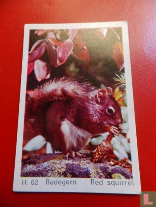 Red squirrel - Bild 1