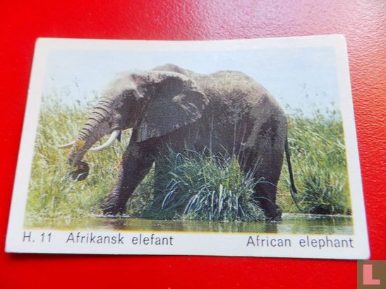 African elephant - Afbeelding 1