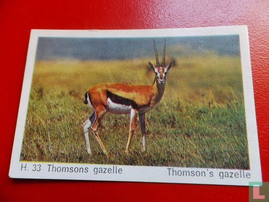Thomson's gazelle  - Image 1