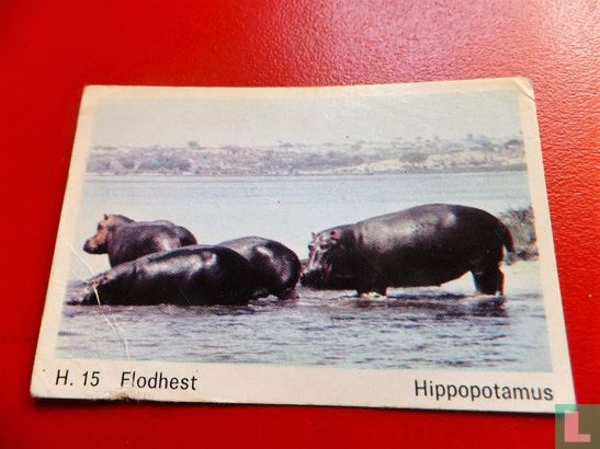 Hippopotamus - Afbeelding 1