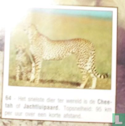 Cheetah of Jachtluipaard