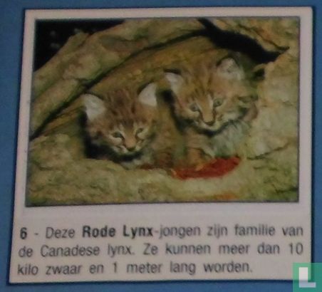 Rode Lynx