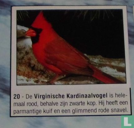 Virginische Kardinaalvogel