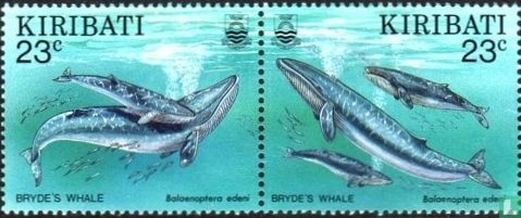 Walvissen   