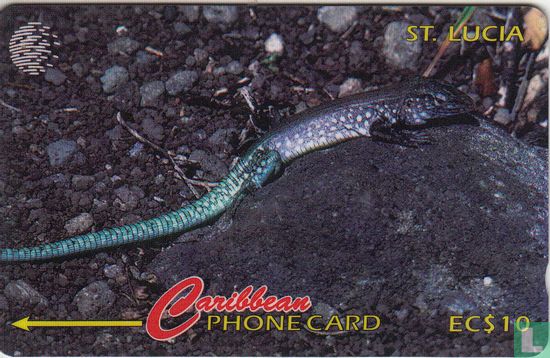 The Saint Lucia Whip Tail Lizard - Bild 1