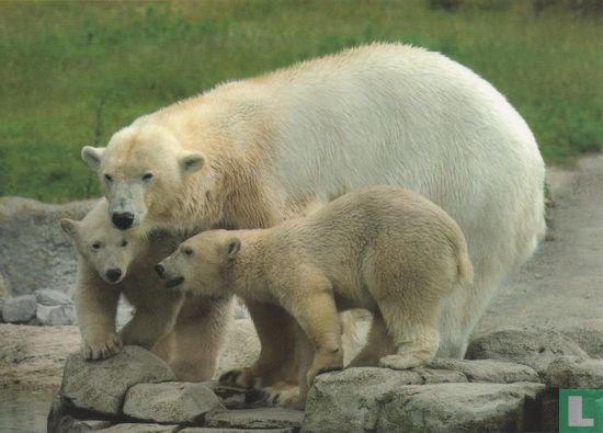 IJsberen: moeder Olinka met Sizzel en Todz - Afbeelding 1
