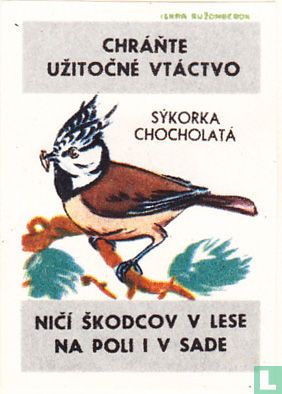 Sykorka chocholata - Afbeelding 1