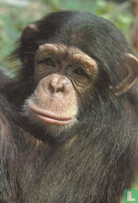 Chimpansee - Image 1