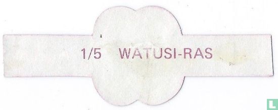 Watusi race - Image 2