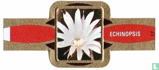 Echinopsis - Image 1