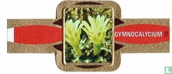 Gymnocalycium - Image 1