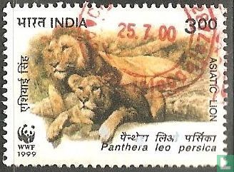 WWF - Indische leeuw 