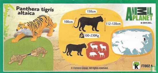 Panthera tigris altaica - Afbeelding 3