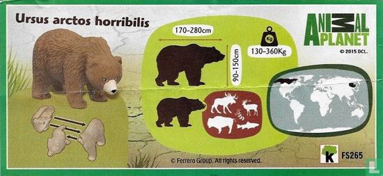 Ursus arctos horribilis - Image 3