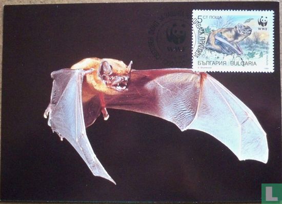 Bats - Image 1
