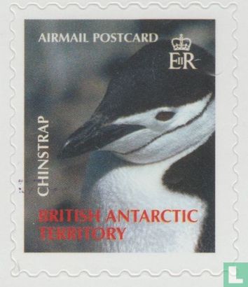 Pinguïns van het antarctisch gebied
