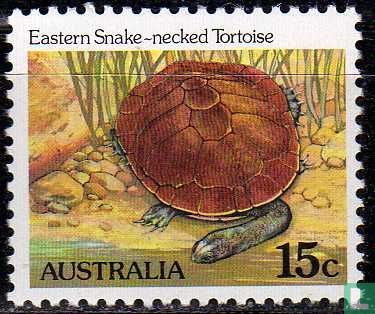 Eastern Snake-necked Tortoise