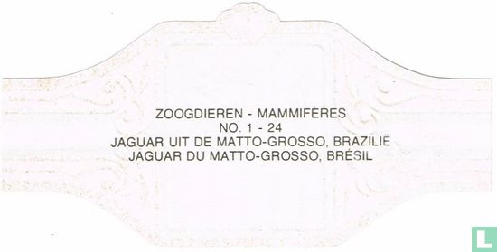 Jaguar uit de Matto-Grosso, Brazilie - Afbeelding 2