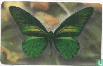 Butterfly - Image 1