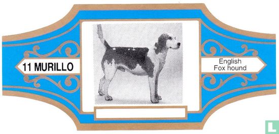 Foxhound Anglais - Image 1