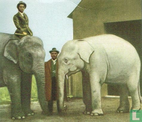 Witte olifant - Image 1