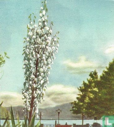 Yucca in Tessino - Image 1