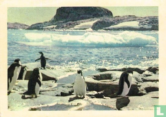 De pinguïns zijn behendige vissers - Afbeelding 1