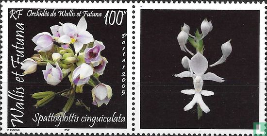 Orchidées - Image 2