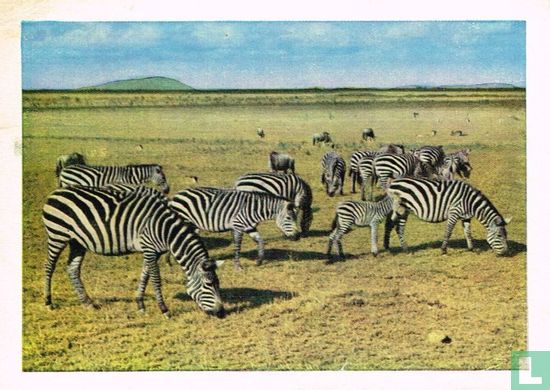 Kudde zebra's - Image 1