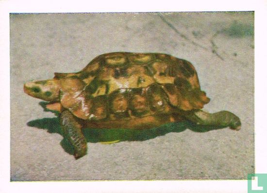 Boslandschildpad - Image 1